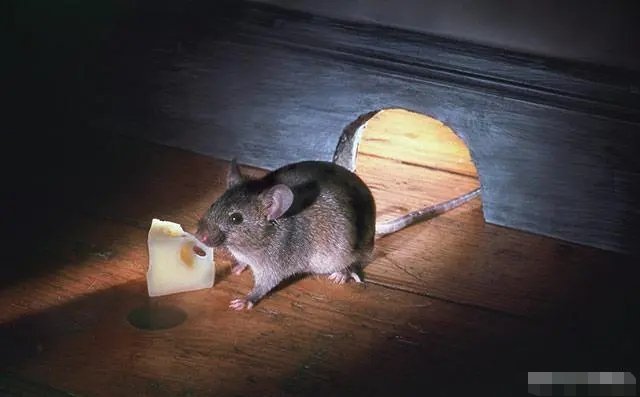 点头哈腰解一生肖