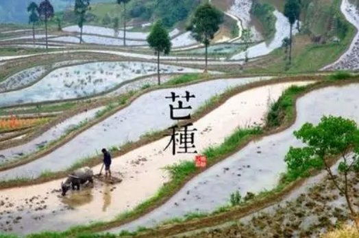 请问芒种节气有什么特点和风俗啊？