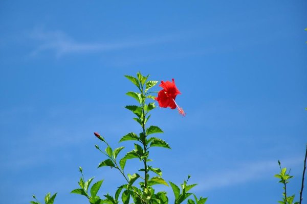 一枝独秀的意思是