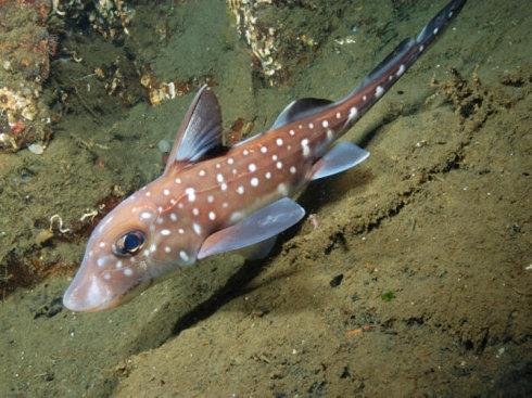 鲨鱼是不是鱼带鱼字但却不是鱼的生物（要