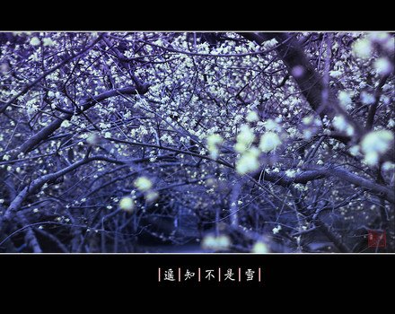 春天麻的生长习性