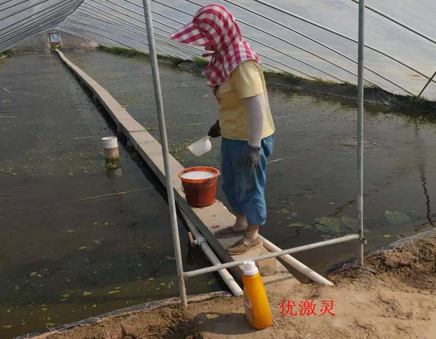 金鱼鱼鳍上白絮状物是什么啊？