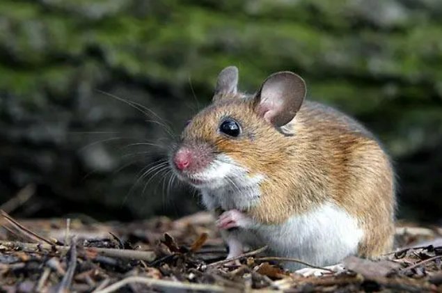 女子发现一老鼠窝，挖开现20斤花生！老鼠是如何藏下这么多花生的？