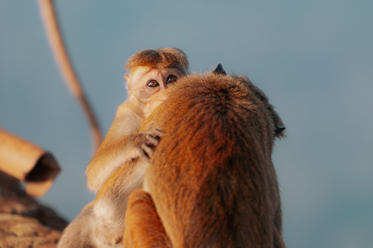 多多益善指什么生肖