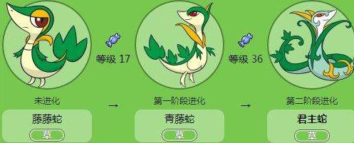 球海獭如何进化？