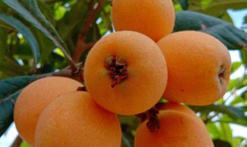 冬季什么花蜜源植物比较多？