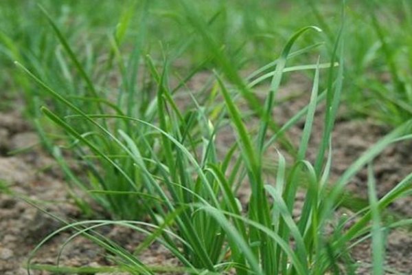 韮菜种植需要阳光吗?