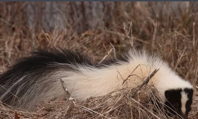 臭鼬是什么东东？