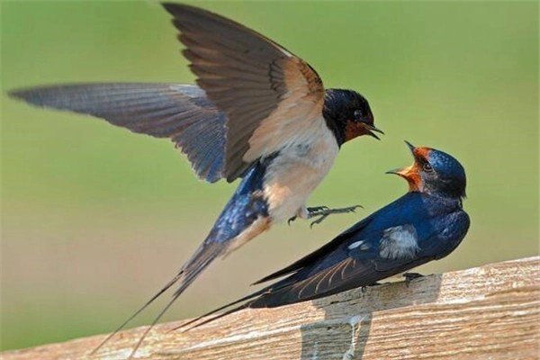 燕组词和拼音字母