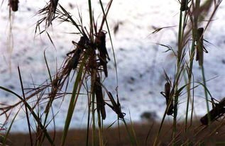 印度北部多地遭遇蝗虫侵袭，蝗虫侵袭的威力到底有多大？