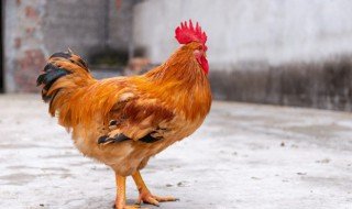 什么的雄鸡填词语 什么的雄鸡填词语有哪些