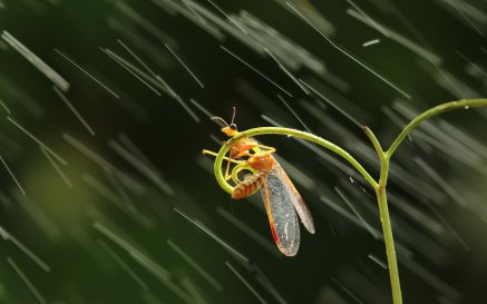 三九天下雨谚语怎么说