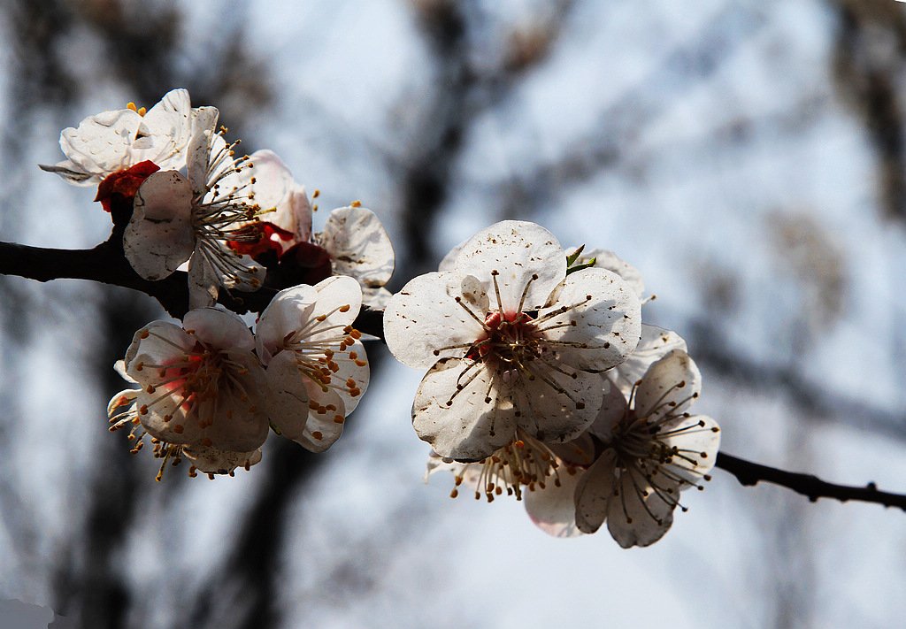 杏花三月天的介绍