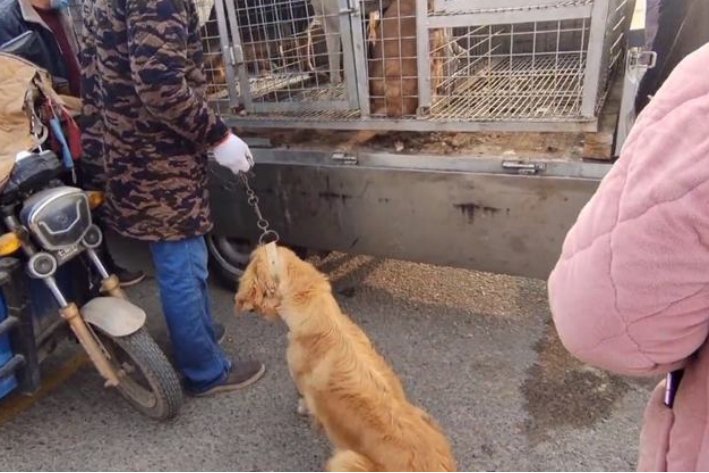 生拖死拽的拼音