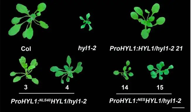 plant cell影响因子