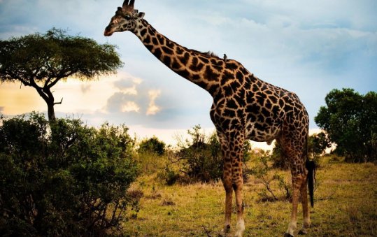 普通成年长颈鹿身高6米，为何乌干达的两只长颈鹿却不到3米？