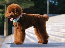 贵宾犬好养吗？特点是什么？缺点呢？