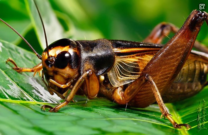 蟋怎么组词啊?蟋?