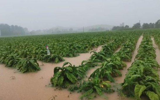 湖南永州江华洪水过境来势汹涌，当地的受灾情况如何？