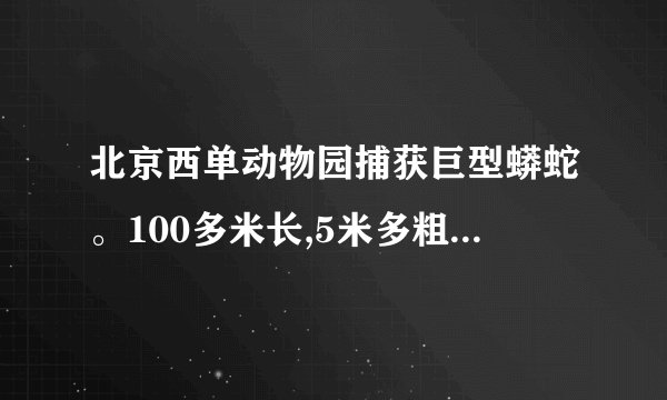 北京西单动物园捕获巨型蟒蛇。100多米长,5米多粗,比火车头还大