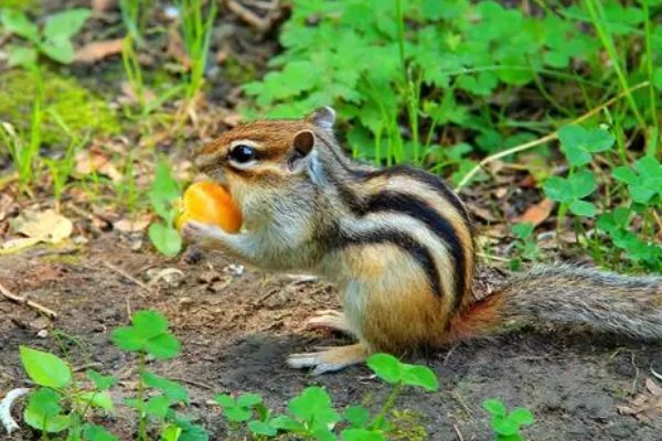 周游列国指一生肖