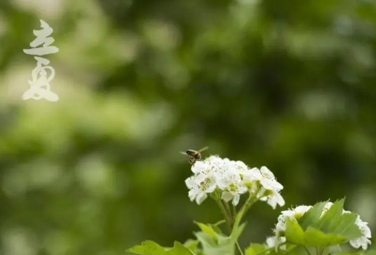 我国有立夏看夏的说法是什么意思