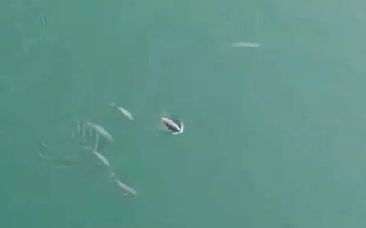 无人机意外在哪里拍到怀孕江豚？