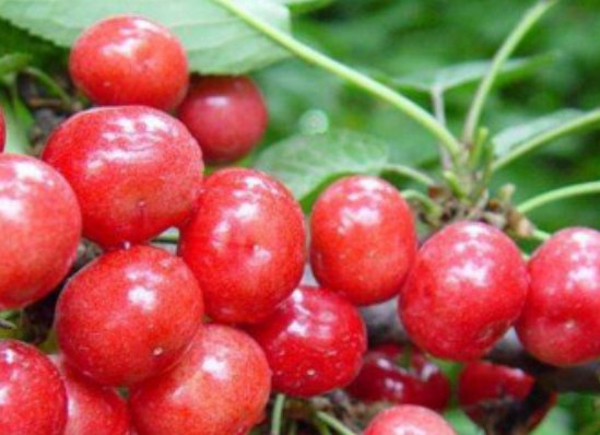 有哪些不能上供的水果？