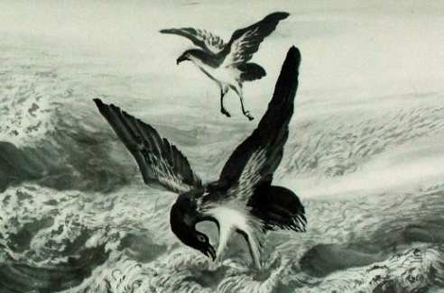 关于鲲鹏的传说？