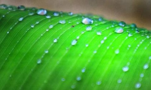密密的春雨像什么