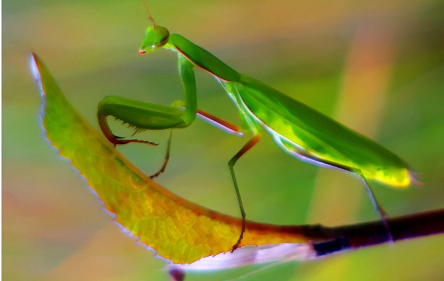 螳螂为什么可以杀死蛇