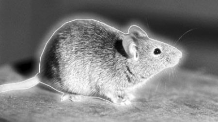 放射鼠的介绍
