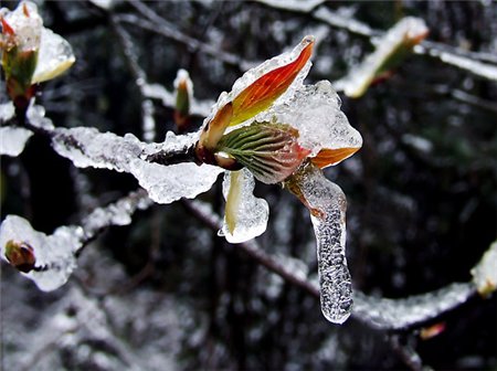 今年为什么会出现“倒春寒”的现象？