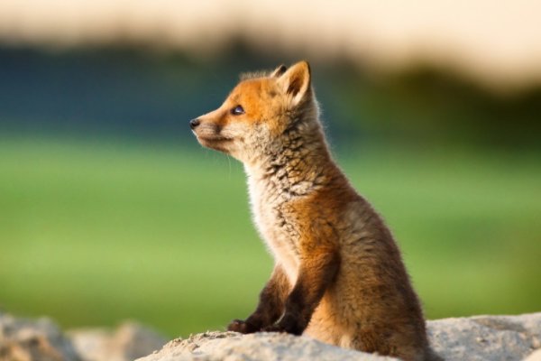 狐狸是如何繁殖后代的