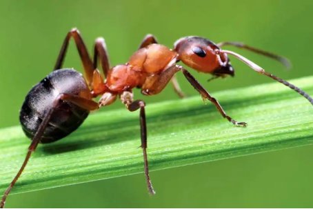 蚂蚁能吃掉大象吗