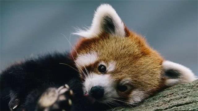 小熊猫是猫吗？