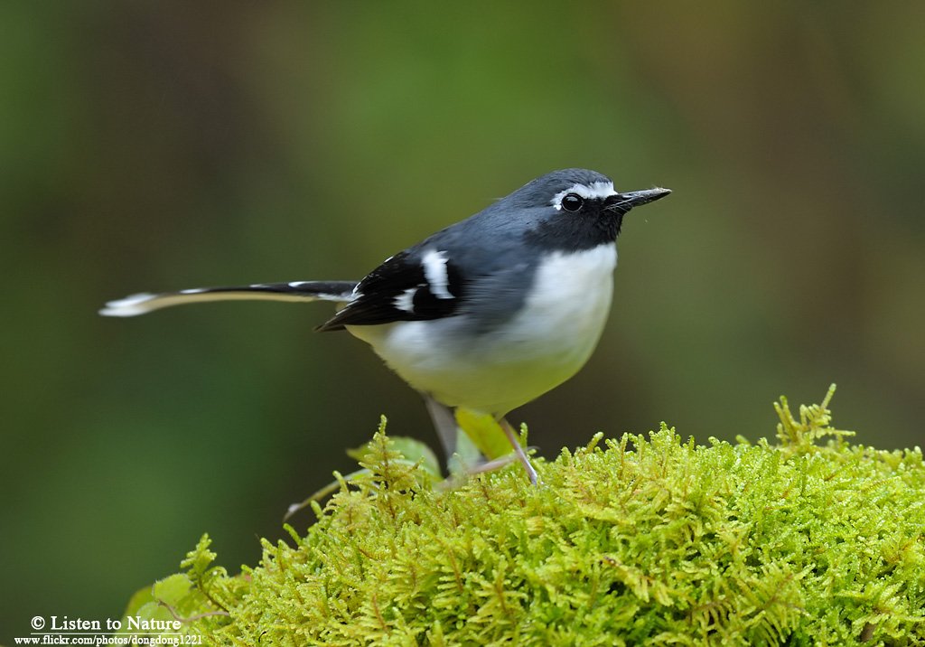 灰背燕尾的繁殖方式