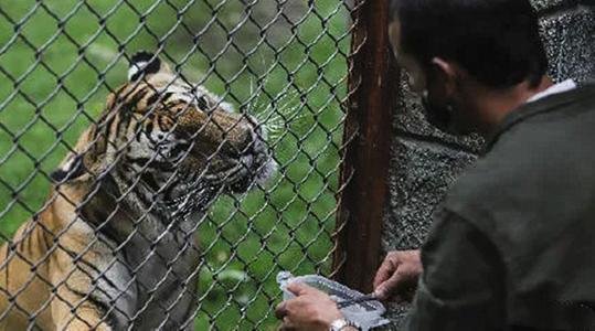 瑞典首例猫科动物感染新冠病毒，当地采取了怎样的举措？