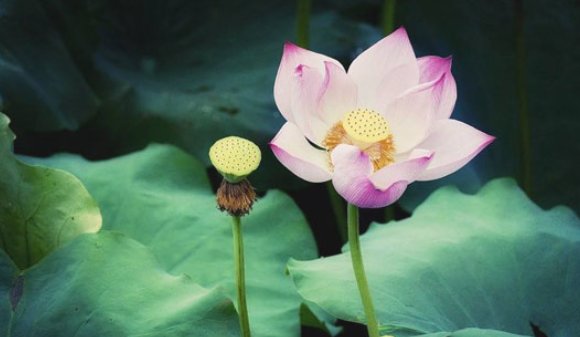 莲蓬和荷花的关系是什么?