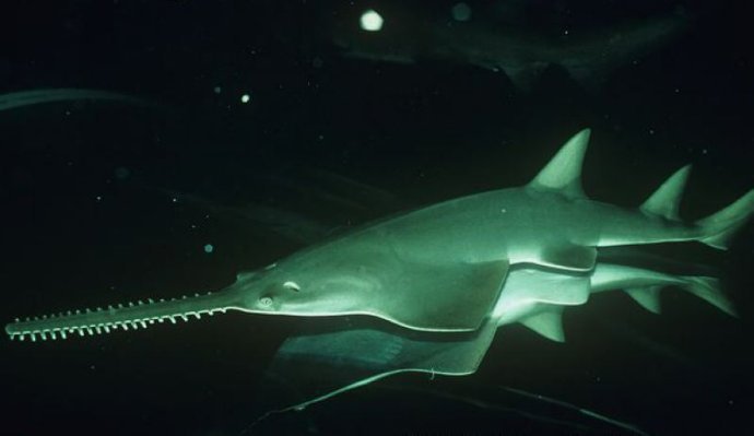 鲨鱼是不是鱼带鱼字但却不是鱼的生物（要