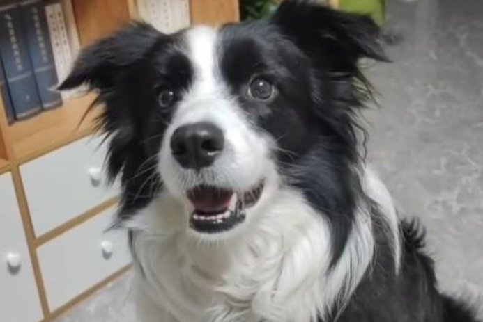 贪吃狗子！趁主人没在狂炫41个饺子，网友对其作何调侃？