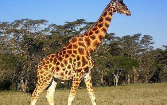 普通成年长颈鹿身高6米，为何乌干达的两只长颈鹿却不到3米？