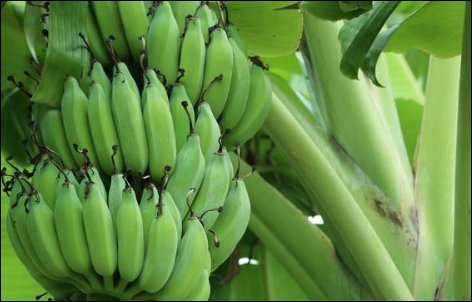 把日常使用的香蕉种在土里能长出香蕉吗