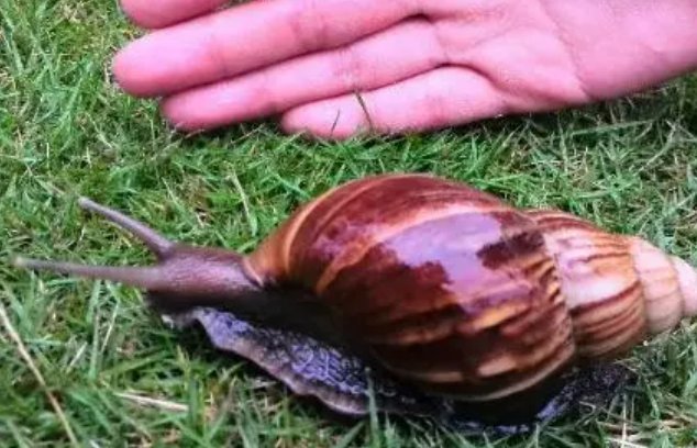 蜗牛的种类有哪些
