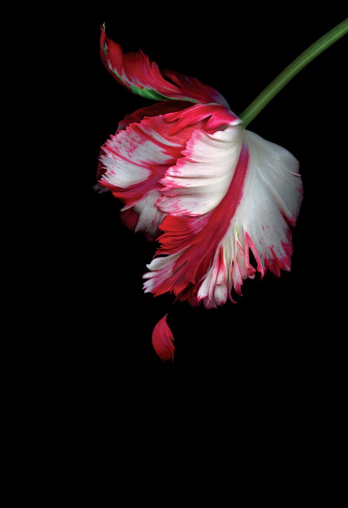 我是暗夜里的罂粟的文学作品