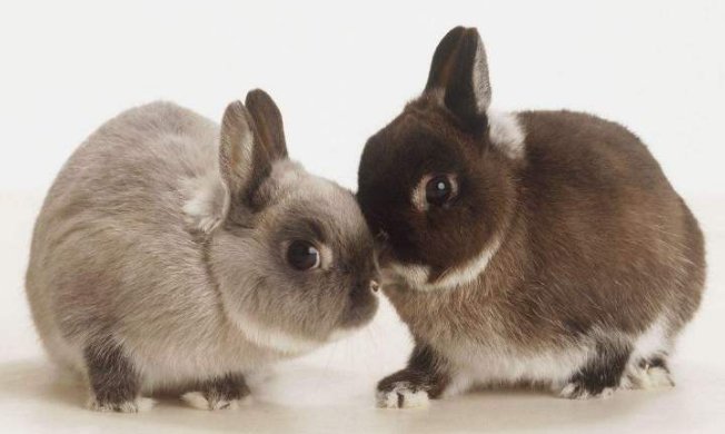 宠物店剪掉出售兔子耳朵的原因是什么？