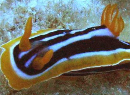 什么灯没有光正确答案？