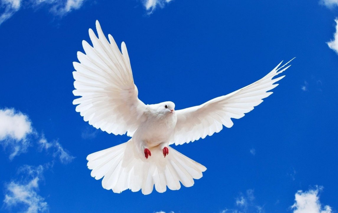 鸽子英语怎么写