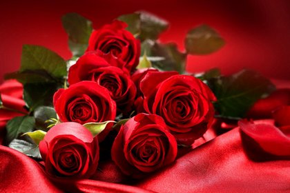 24朵玫瑰代表什么含义？