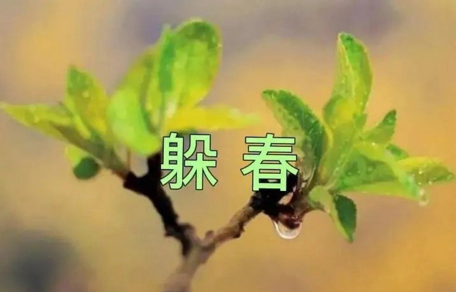 躲春能看手机吗